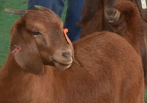 Best stud goats under scrutiny