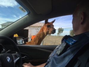 Alpaca on the loose