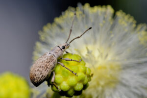 Prizes for pollinator snaps