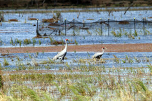 Breakfast with birds returns to Lake Murphy