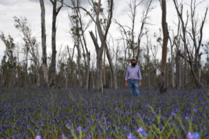 Gunbower Forest hit by spread of Paterson’s curse