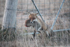 Fox and wild dog bounty open