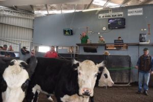 Cattle yards lease relinquished