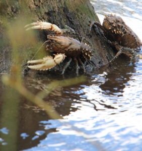 Strict limits on crayfish