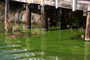 Blue-green algae detected within Lake Boga and Lake Charm