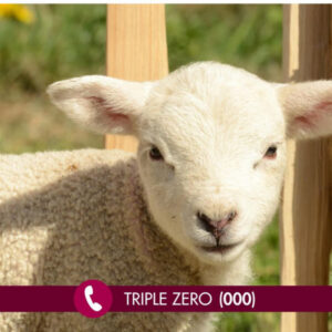 Stolen lambs