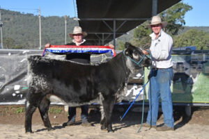 Macorna cattle sell well