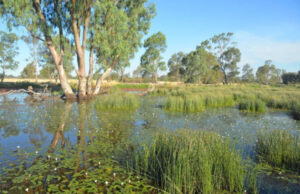 ‘Urgent’ action to raise funds to buy vital wetland