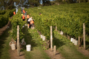 Labor’s Pacific solution for ag visa