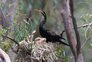 Water flows to lift bird life in Gunbower Forest