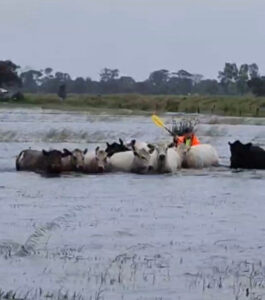 Cows rescued from Kerang floodwater