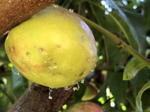 Fruit fly numbers rise