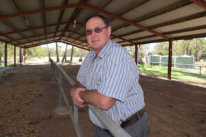Show’s cattle feature