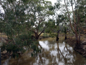 Water flows to boost fish numbers