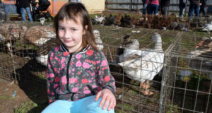 Record prices at poultry auction