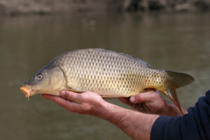 Ecologist calls for carp virus release
