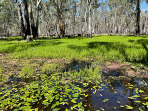 Hipwell Rd regulator to open to begin main floodplain flow