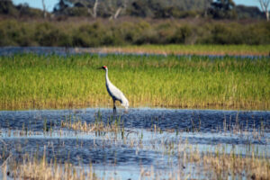 Wetlands prepare for a bumper spring