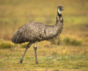 Traditional owners want better protection for emus