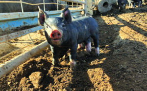 Farm tours