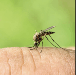 Second mozzie virus death