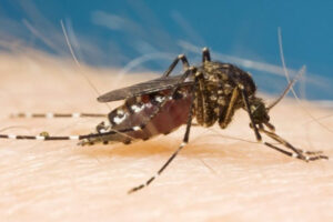Life-threatening virus discovered in Echuca