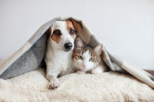 Dog and cat council registration deadline extended