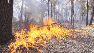 Funding to help schools reduce bushfire risks