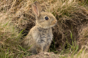 Hop to rabbit control