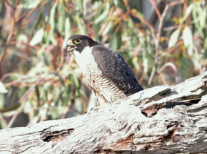 Experts give wetlands the tick of approval