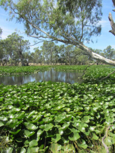 War on weeds hits the waterways