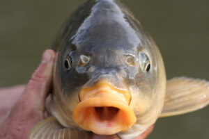 Hunting carp became lot easier