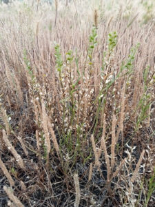 Rare winged peppercress shrubs found in Gunbower National Forest