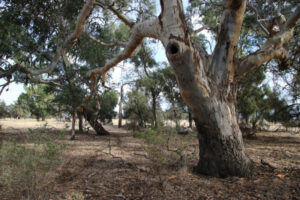 Extra cash opportunity for farmers