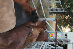 Concern for livestock complex into future