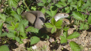 Snakes are on the move