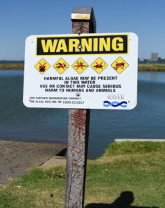 Blue-green algae spreads to Kangaroo Lake
