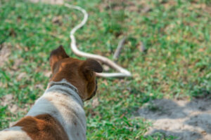 Snake avoidance training for dogs