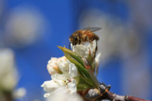 Grants to farmers who support bee friendly planting