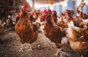 Check on your chooks