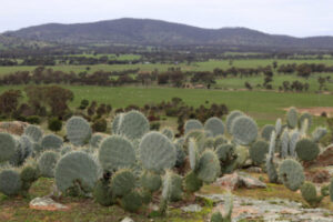 Prickly pear sale warning