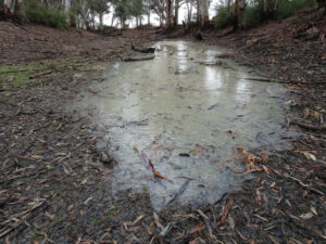 Forest water flows on to farms