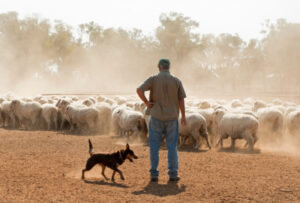Ag production figures to fall