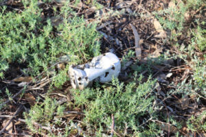 Advocates warn against creating a ‘wildlife warzone’