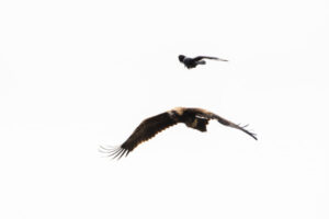 Plenty of bird activity