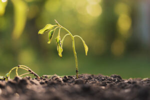 Crop disease guides go online