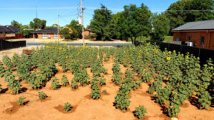 Sunflowers bring shine and smiles to Kerang
