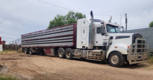 Kerang dairy farmers’ emotional goodbye to stock