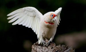 Demand for Corellas control