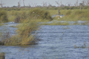 Swamp hunt ban ‘further disrespect’